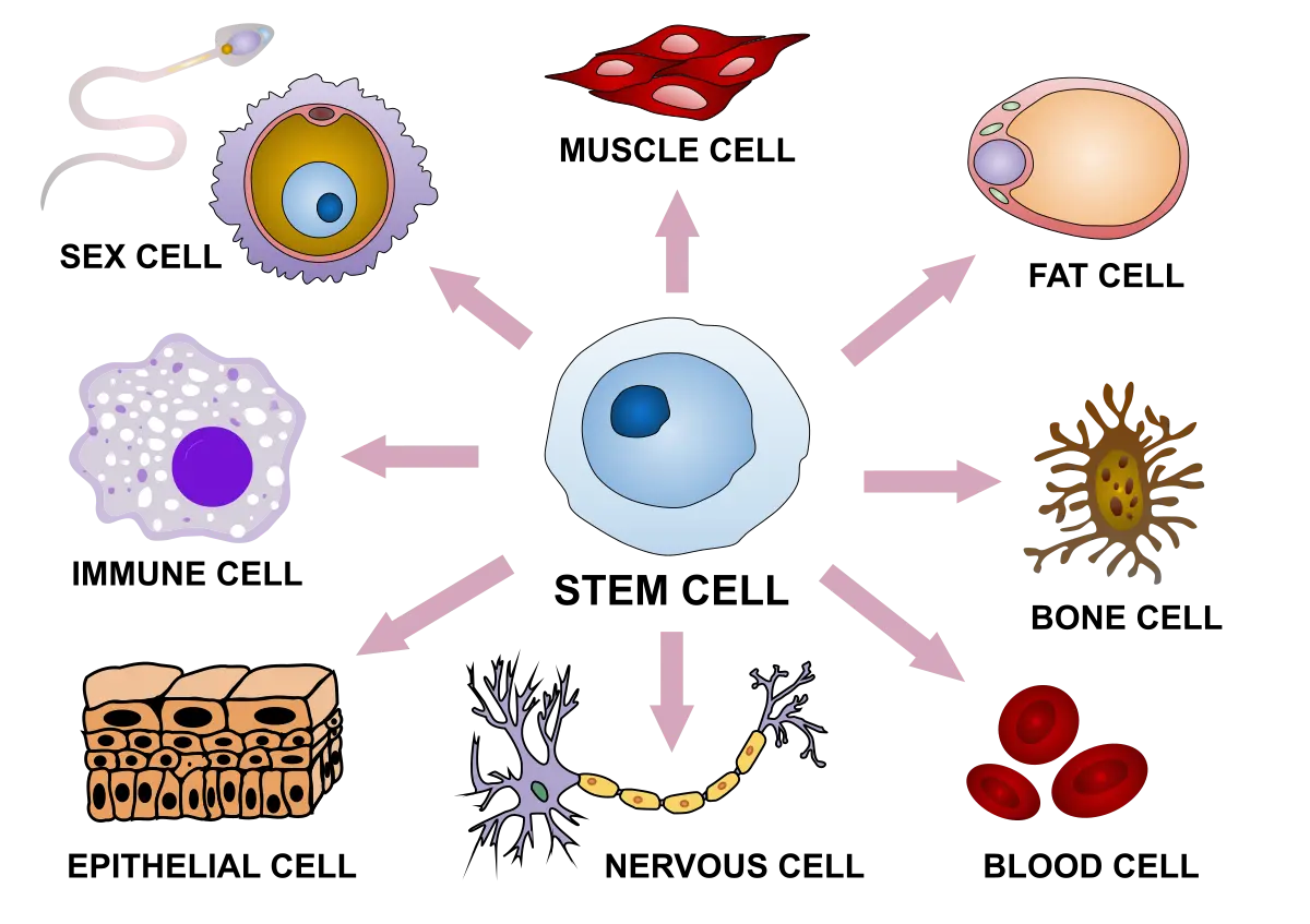 Illustration of stem‑cell differentiation into specialised blood, nerve and muscle cells