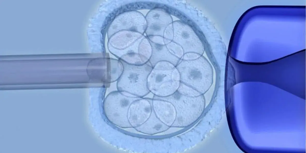process of stem cell division and differentiation.