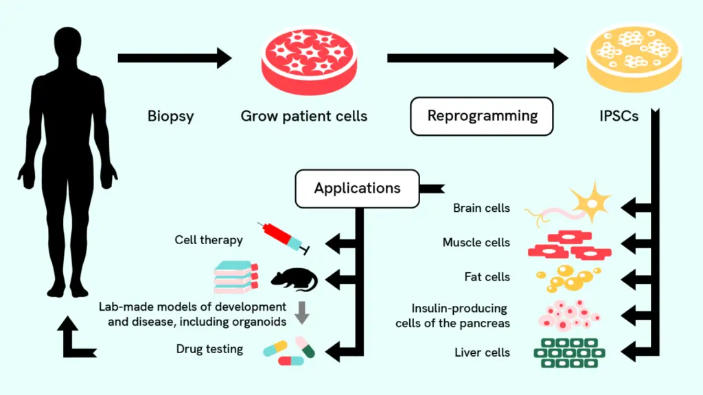 An infographic showing the potential of stem cells in transforming medicine and healthcare..
