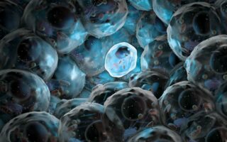image of a stem cell