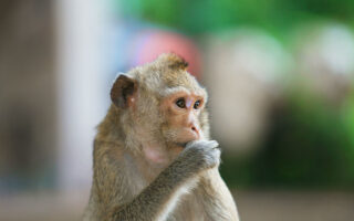 little-monkey
