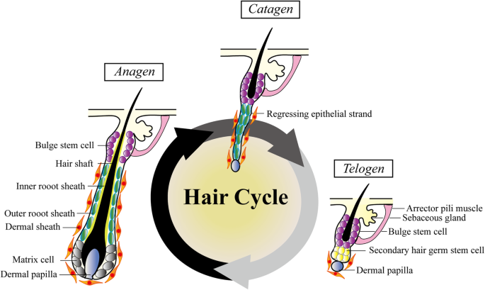 role of stem cells in hair follicle function and hair growth