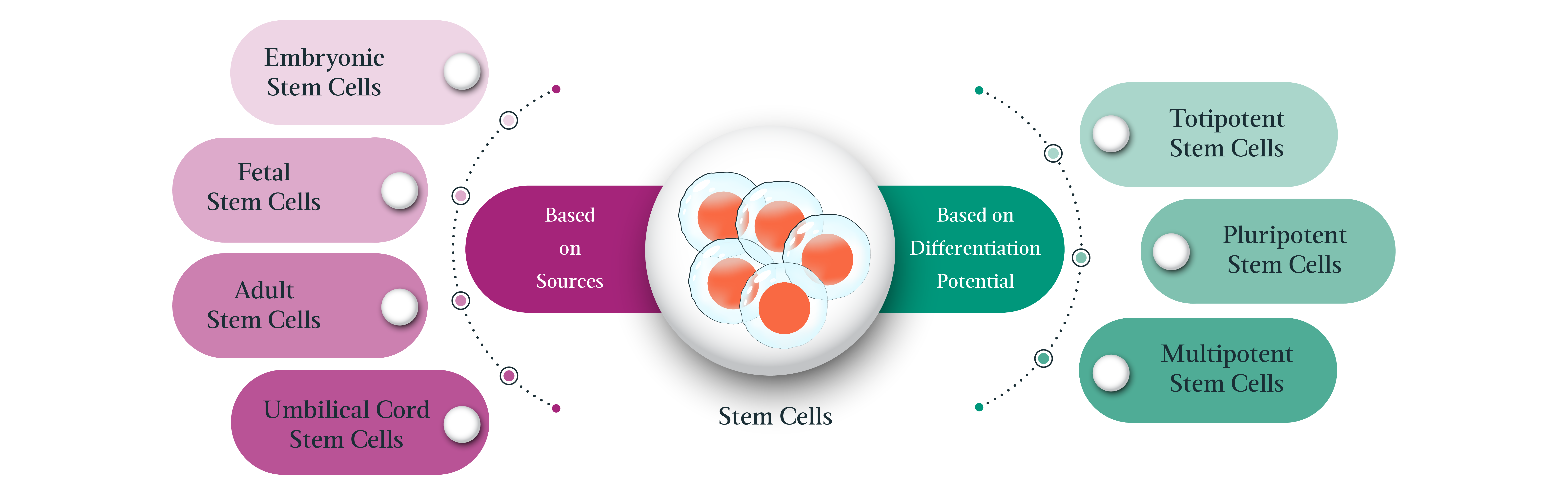 chart showing the types of stem cells and their sources.