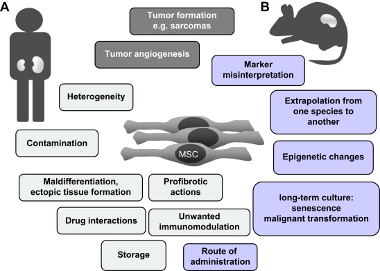 Side effects of tsem cell therapy