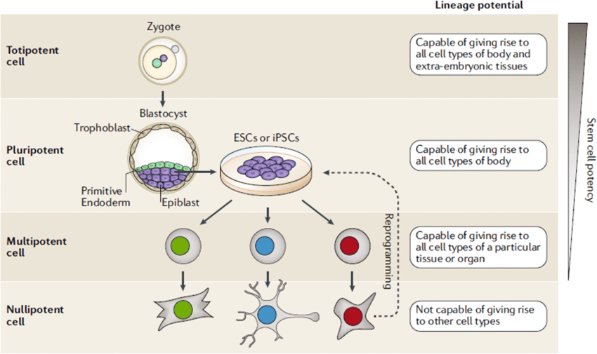 types of stem cell