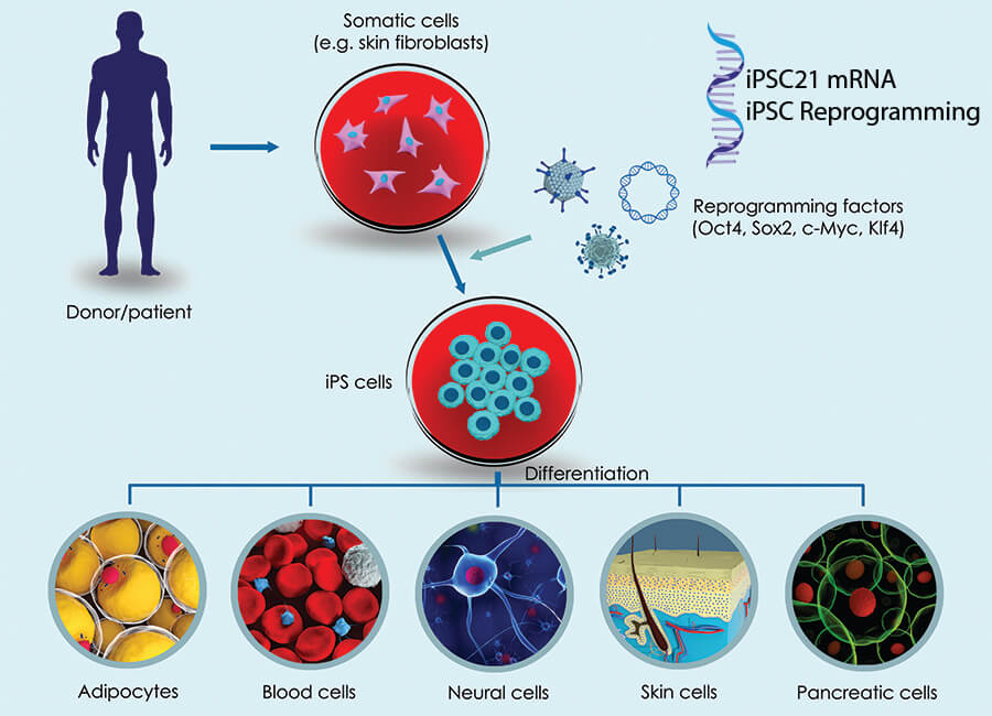 reprogramming adult cell into iPSCs