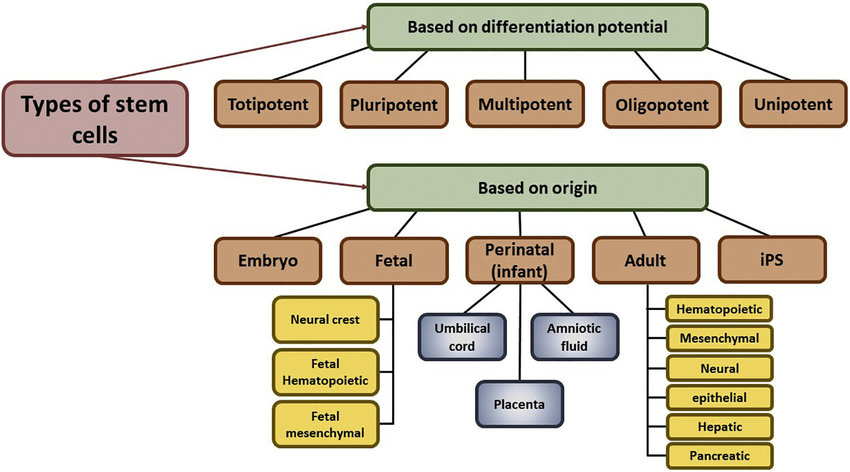 A chart showing the sources of stem cells and their potential for differentiation