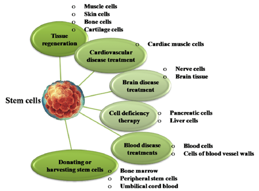 A chart showing the various applications of stem cell therapy in healthcare