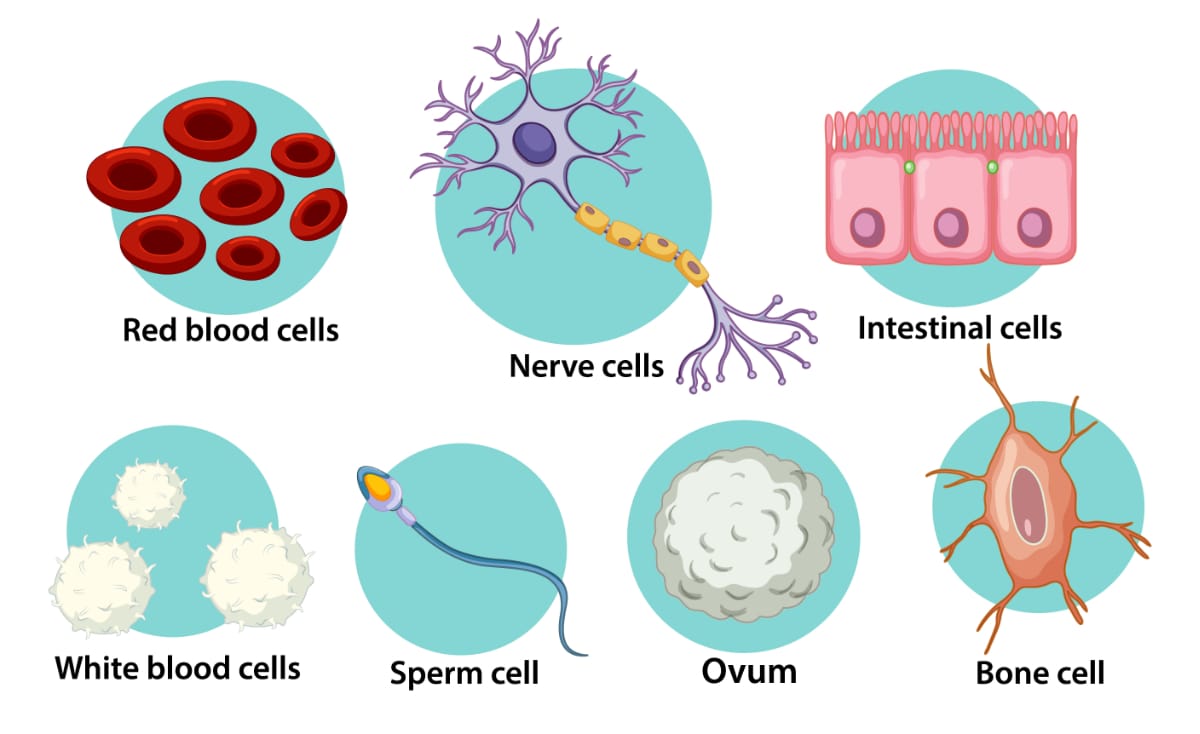 Different cell types