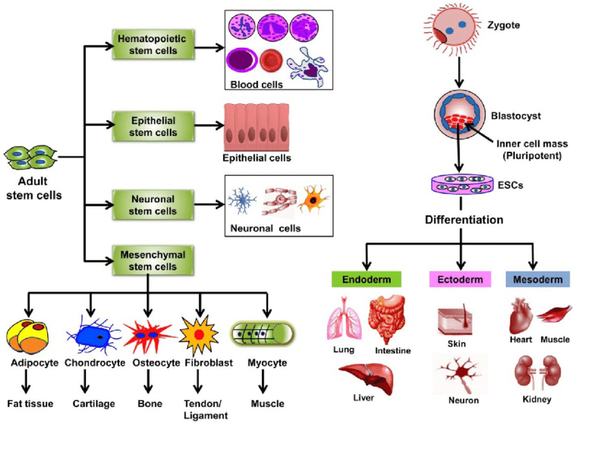 A detailed chart showing the differentiation of various types of stem cells into different cell types