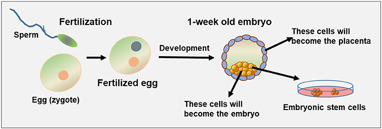 A detailed diagram showing the process of deriving stem cells from an embryo