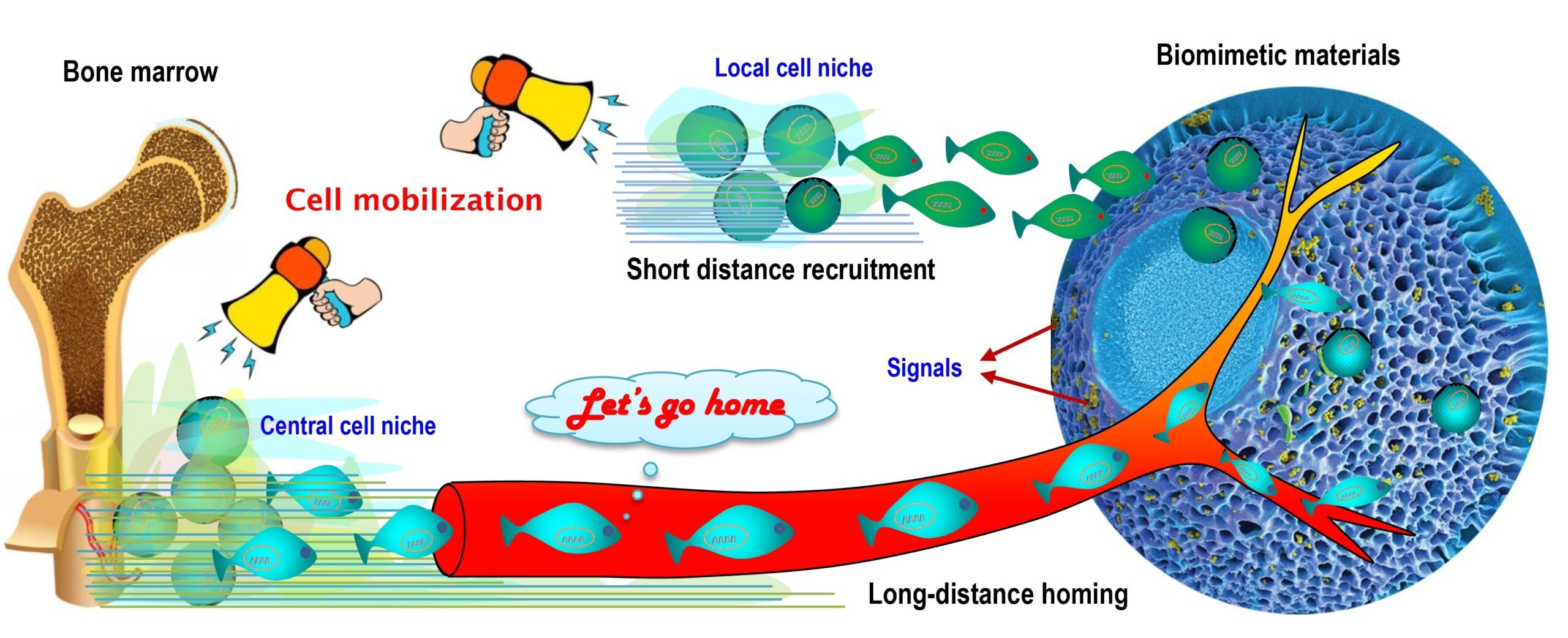 A diagram depicting stem cells integrating into the damaged tissues and starting the repair process