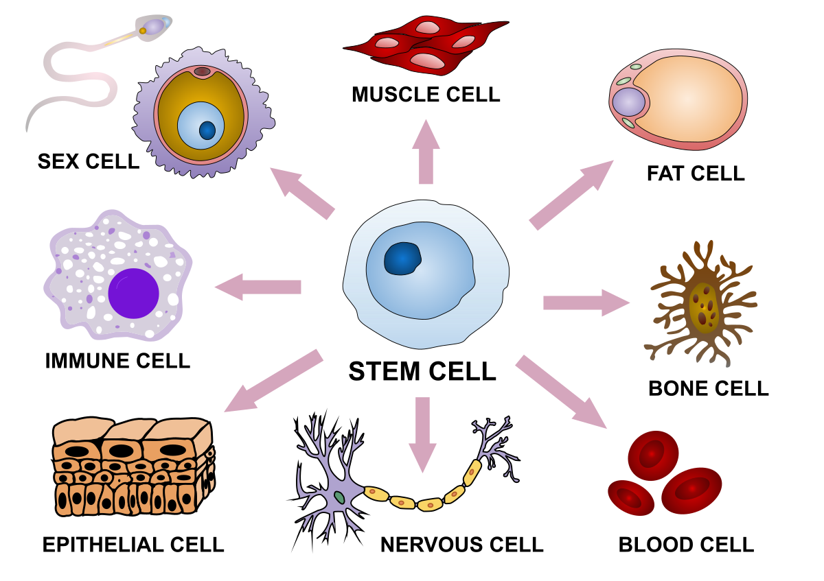 A diagram illustrating how stem cells differentiate into specialized cells