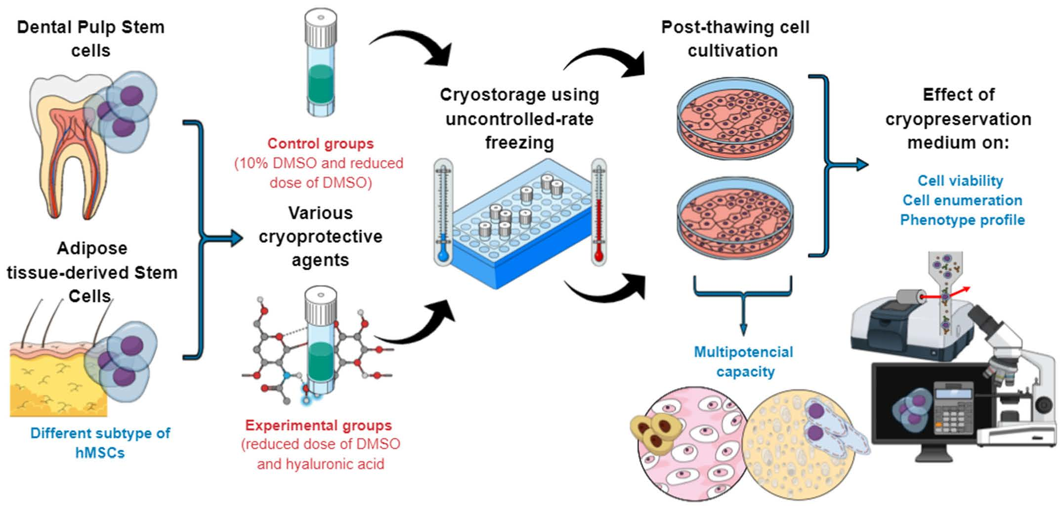 A diagram illustrating the process of extraction, cultivation, and transplantation of stem cells