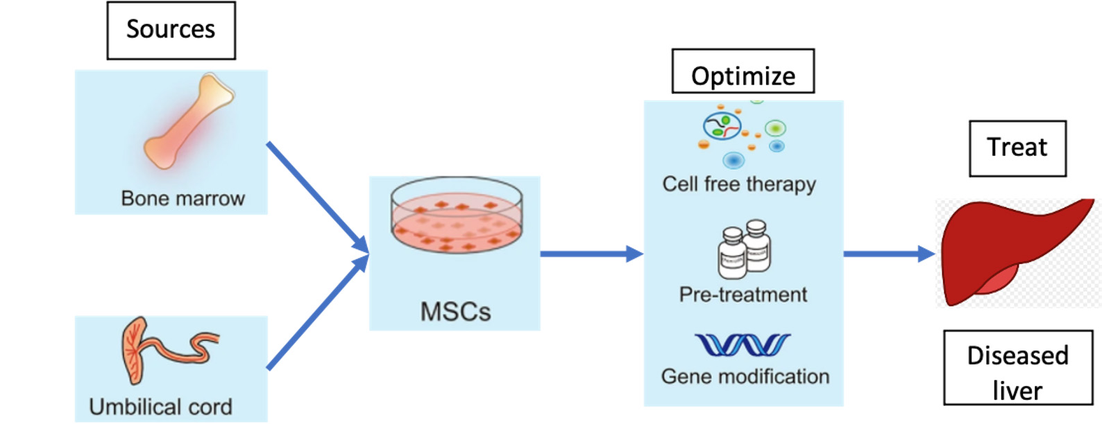 A diagram illustrating the process of stem cell treatment for liver diseases