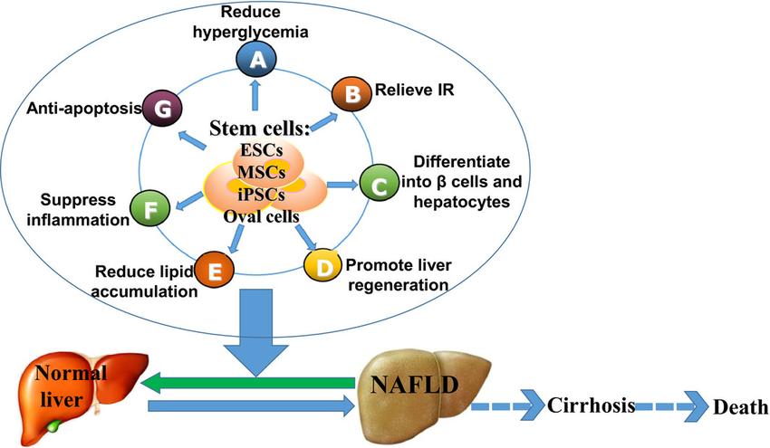 A diagram showing how stem cells differentiate into liver cells and help in treating liver diseases