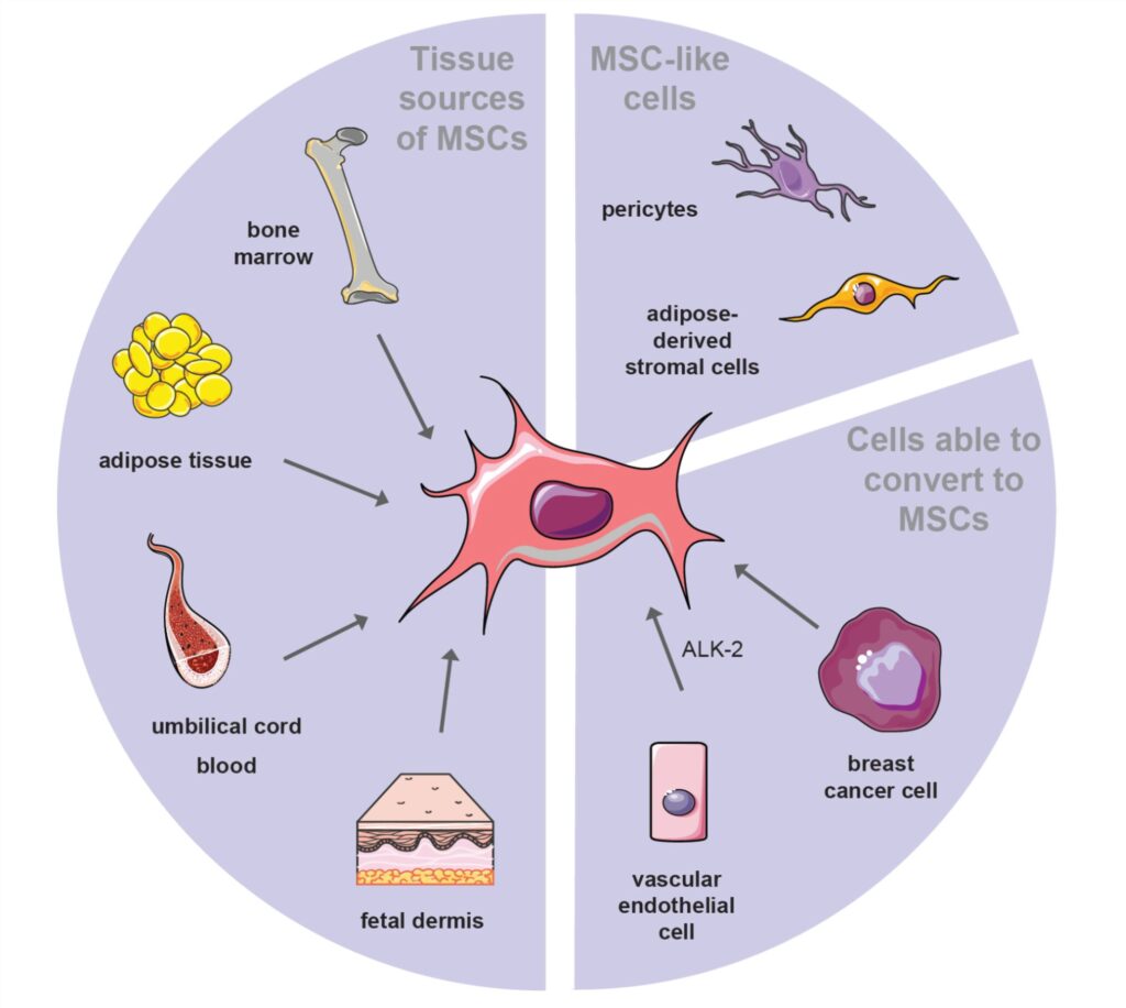 A diagram showing how stem cells differentiate into various cell types and repair damaged kidney tissue.