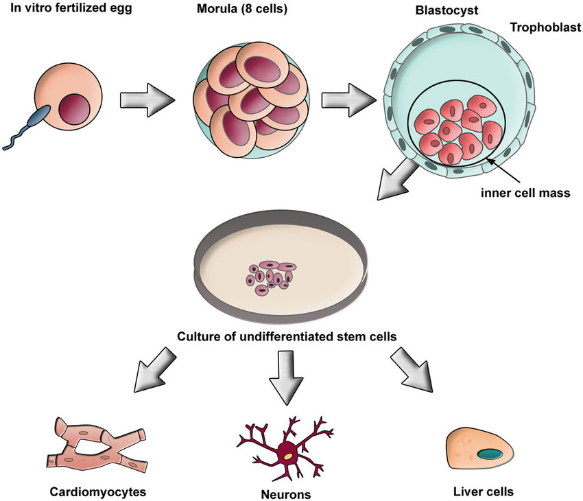 A diagram showing the process of how embryonic stem cells develop into different cell types