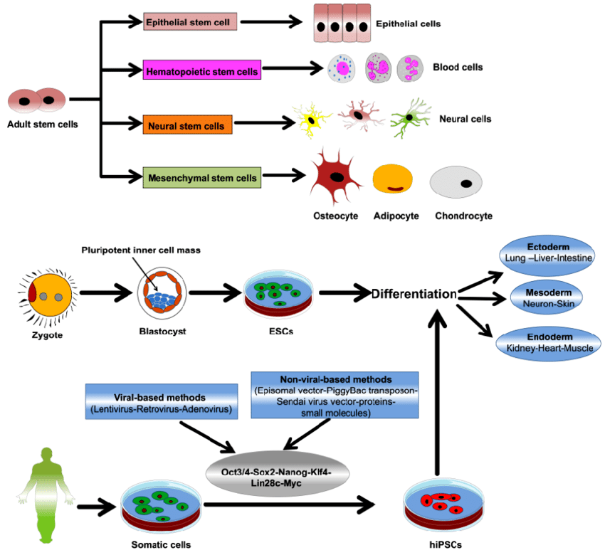 Types of stem cells