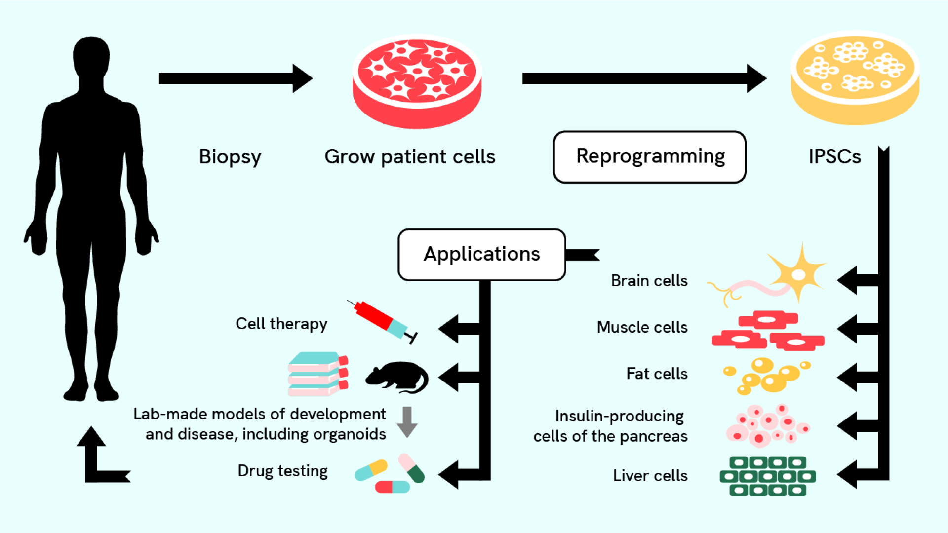 A flowchart showing the process of creating induced pluripotent stem cells from adult cells