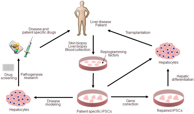 A graphical representation of stem cell differentiation and its potential application in liver disease treatment