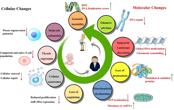 Aging process at a cellular level