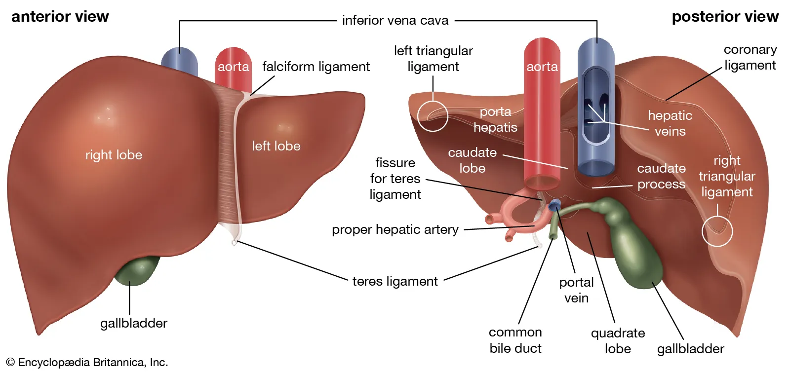 An annotated diagram showing the structure and functions of the liver