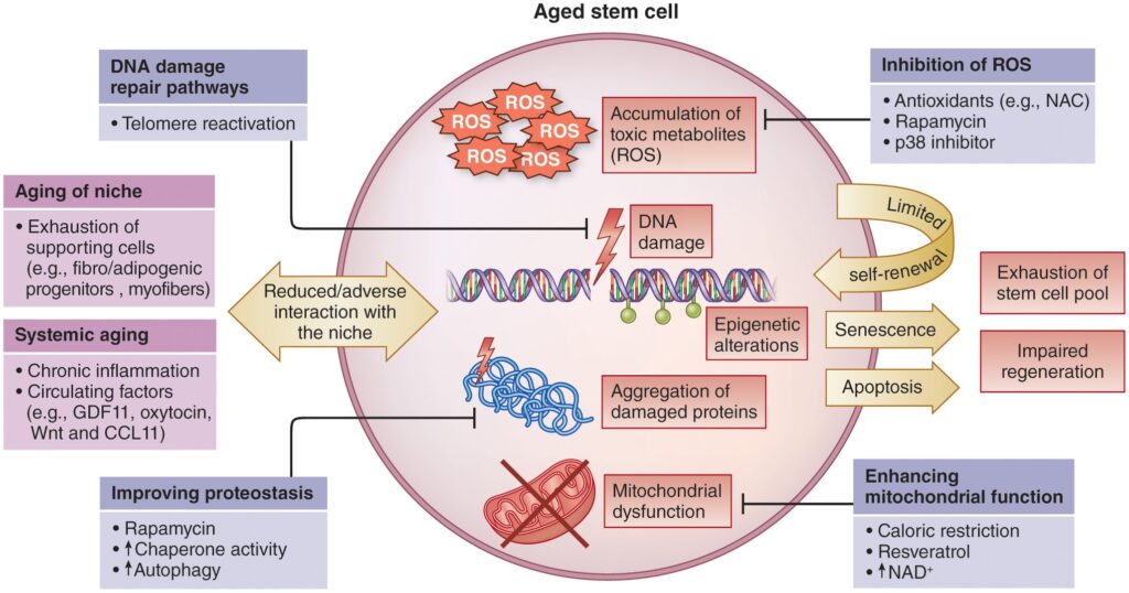 stem cells that slowing down the process of aging