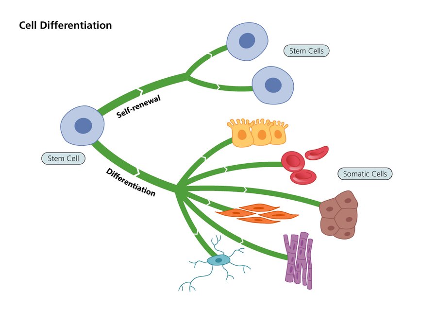 stem cell division and differentiations