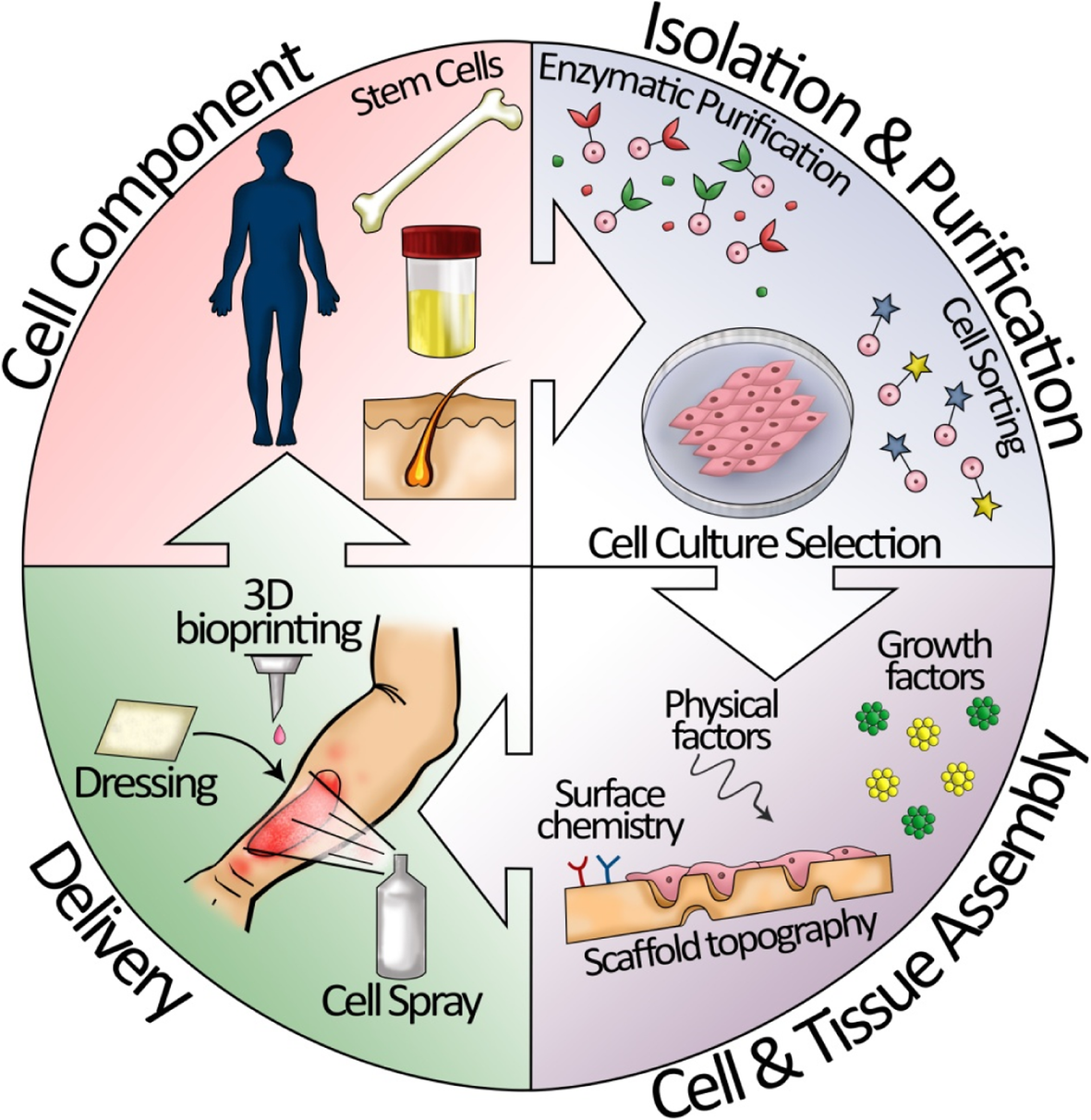 An illustrative chart demonstrating how stem cells contribute to tissue regeneration