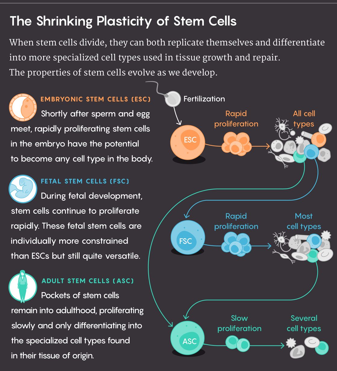 human stem cell growth and development