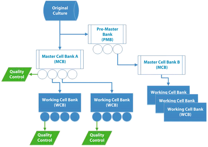 An infographic showing the steps in processing and differentiation of stem cells, and the quality control measures in place