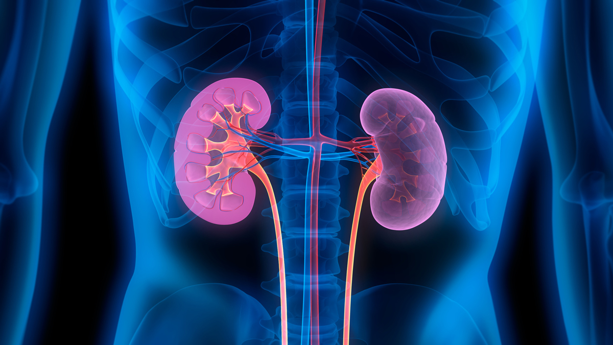 How Stem Cell Therapy Could Revolutionize Kidney Treatment