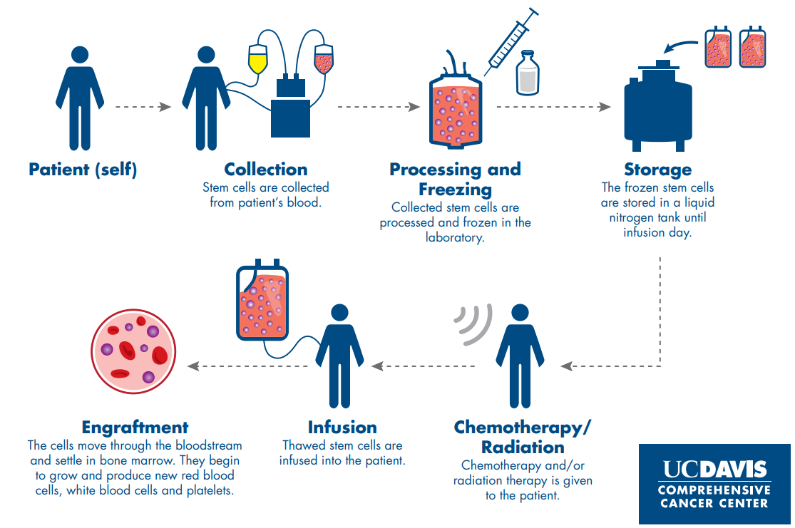 stem cell treatment process from collection to injection.