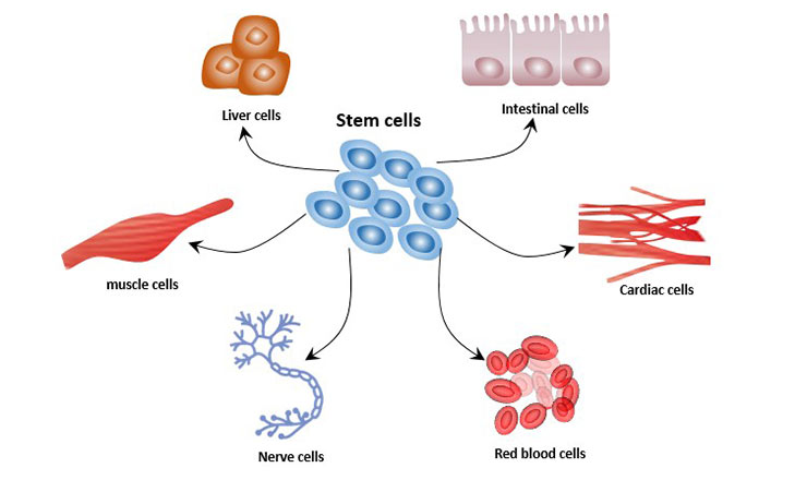 Diagram showing the process of stem cell differentiation