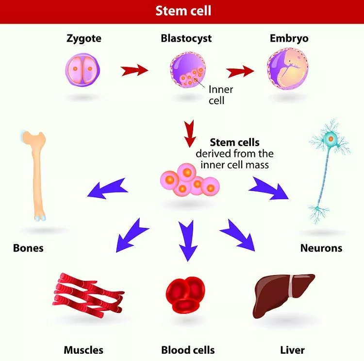 process of stem cell division and differentiation.