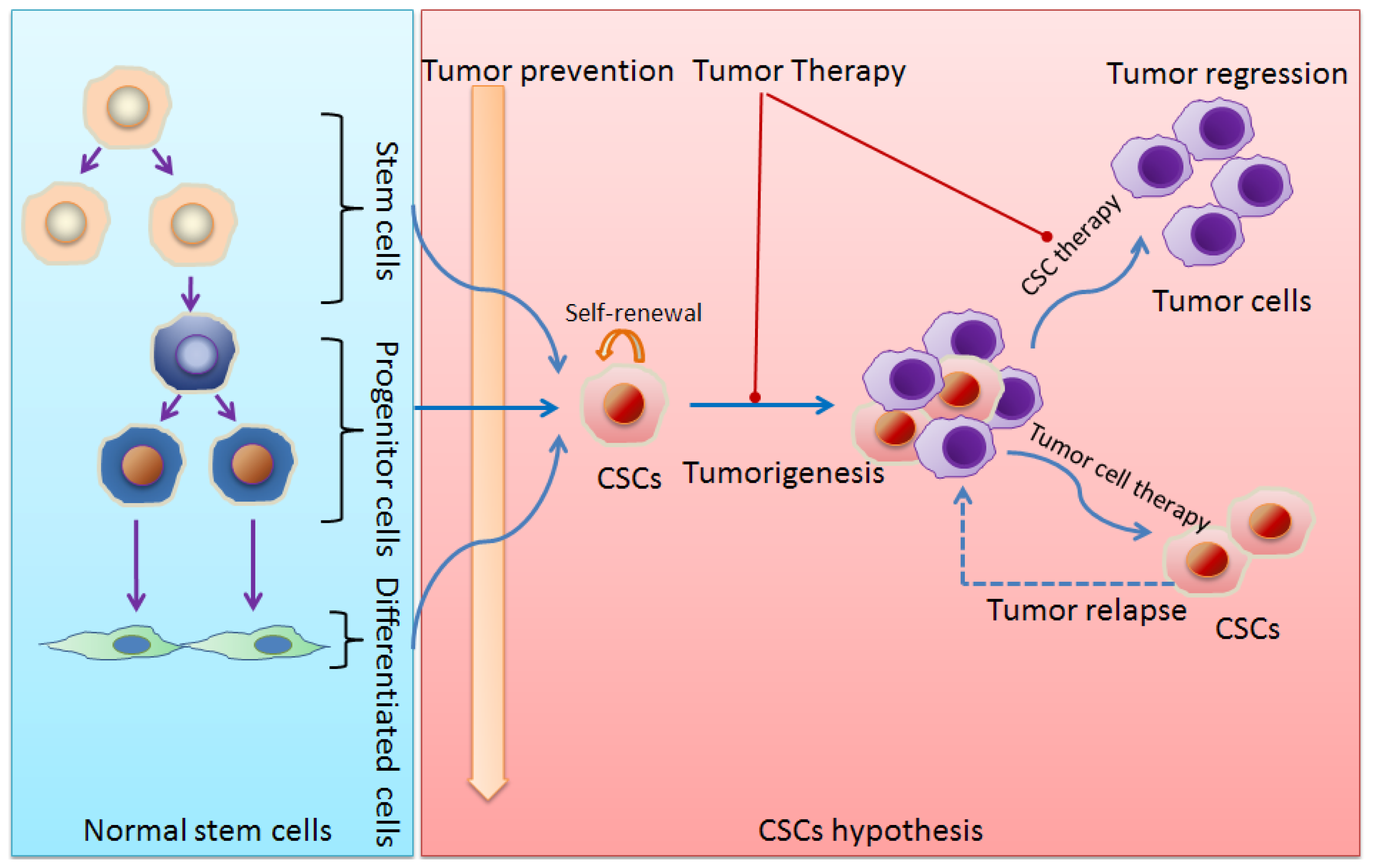 Image depiction of stem cells differentiation into various cell types and potential risk of tumorigenesis.