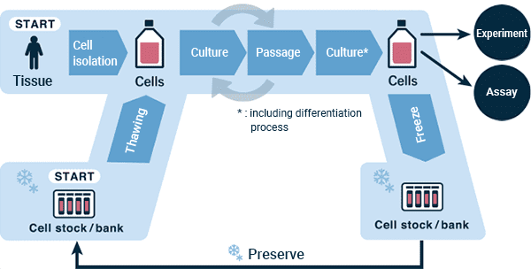 Image showcasing the process of stem cell culturing in a laboratory