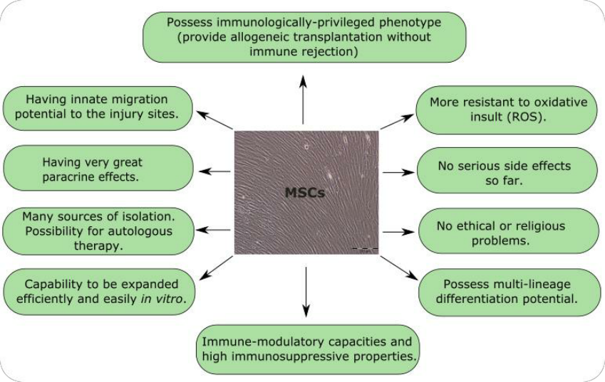 A detailed infographic explaining the unique properties and characteristics of Mesenchymal Stem Cells