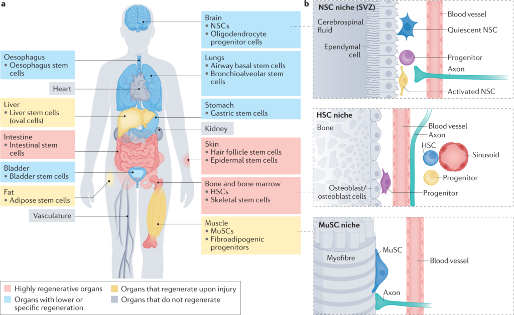 An image showing the potential of stem cells to rejuvenate the body