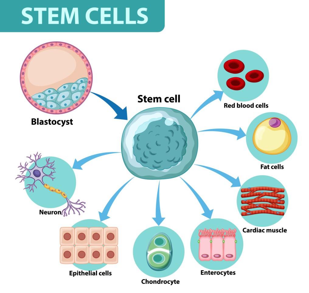 Stem-Cell