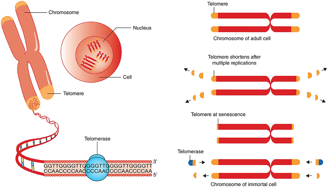 An illustrative chart showing how stem cells can impact the length of telomeres, thereby affecting aging