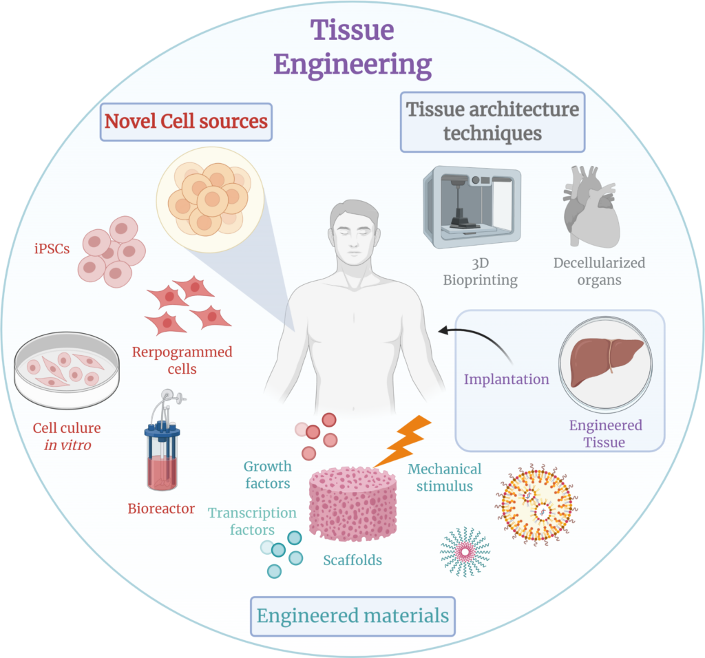 A diagram showing how stem cells can repair and regenerate damaged tissues and cells