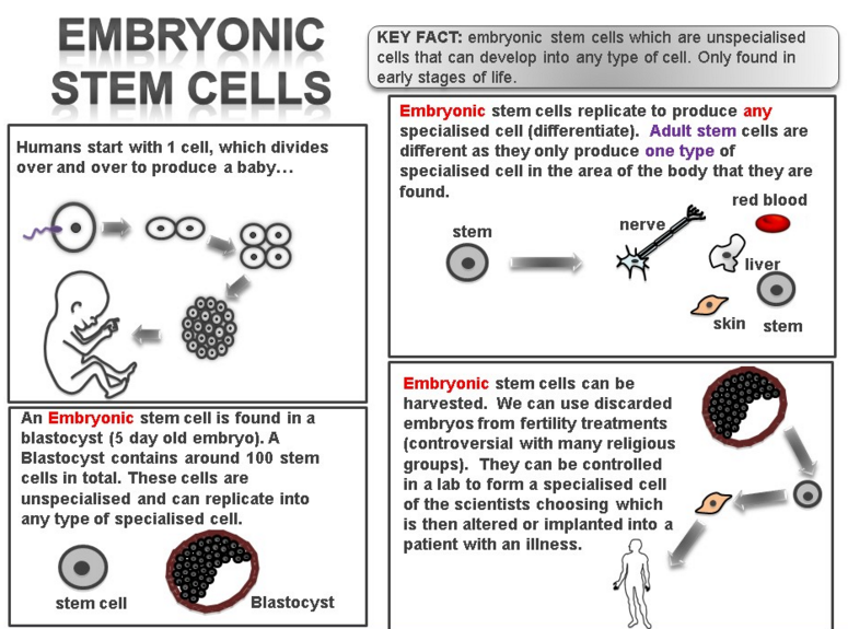 A diagram illustrating the process of deriving embryonic stem cells and the associated ethical concerns