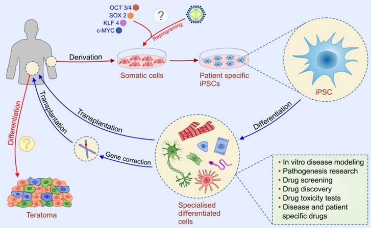 A chart highlighting the ethical considerations and safety concerns in stem cell therapy