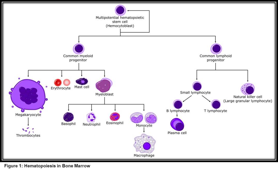 A detailed diagram illustrating the process of stem cell division and differentiation