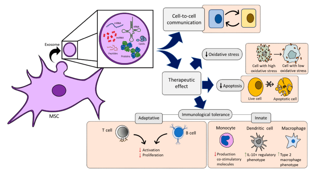 A diagram showing how mesenchymal stem cells work