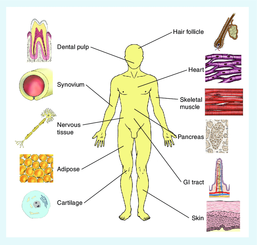 An anatomical diagram showing the locations of stem cell reservoirs in the human body.