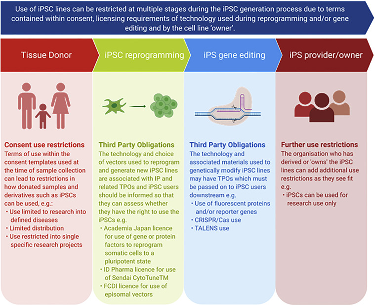 An infographic showing the potential applications of iPSCs in medicine 