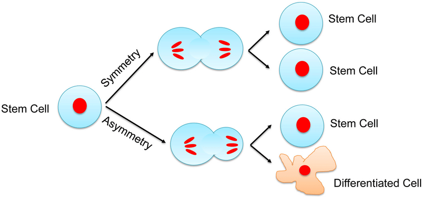 This chart illustrates the process of stem cell self-renewal, showing how a single stem cell can divide to produce two identical stem cells